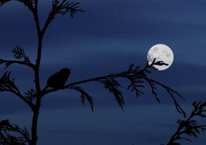百家乐试玩平台